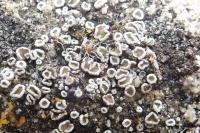 Polyozosia dispersa