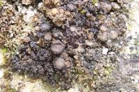 Scytinium turgidum