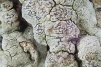 Enterographa crassa