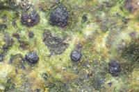 Diarthonis spadicea