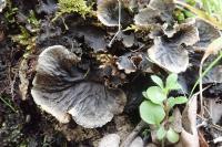 Peltigera praetextata