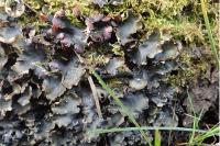 Peltigera horizontalis