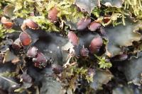 Peltigera horizontalis