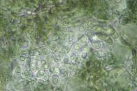 Arthonia parietinaria