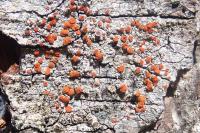 Blastenia ferruginea
