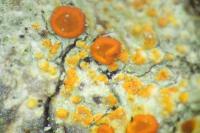 Gyalolechia flavorubescens