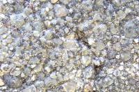 Catillaria chalybeia