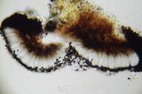 Catillaria chalybeia