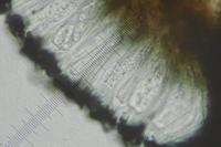 Catillaria chalybeia