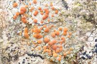 Blastenia ferruginea