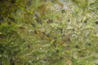 Arthonia didyma