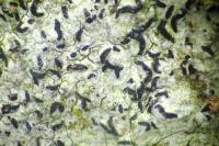 Opegrapha vulgata