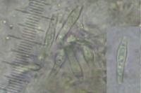 Opegrapha vulgata