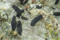 Alyxoria varia