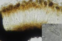 Alyxoria varia