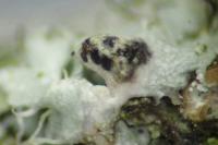 Lichenochora galligena