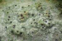 Thelenella modesta