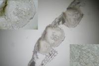 Thelenella modesta