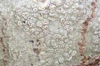 Pertusaria pertusa