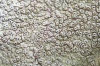 Pertusaria hymenea