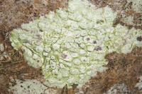 Pertusaria leioplaca