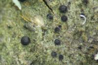 Porina borreri