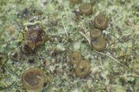 Bacidia arceutina