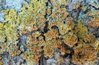 Xanthoria parietina