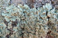 Flavoparmelia caperata