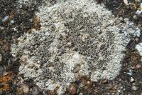 Lecanora campestris subsp. campestris