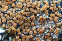 Variospora dolomiticola