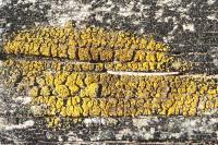 Candelariella vitellina