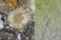 Gyalecta jenensis var. jenensis