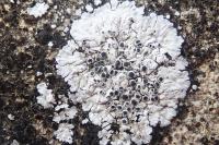 Solenopsora candicans