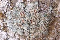 Pleurosticta acetabulum