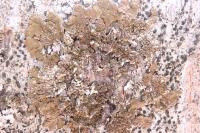 Melanelixia subaurifera