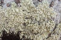 Flavoparmelia soredians