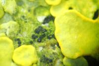 Arthonia parietinaria