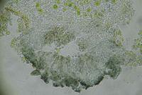 Arthonia parietinaria