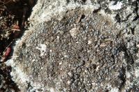 Pyrenodesmia variabilis