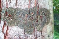 Pleurosticta acetabulum