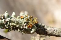 Teloschistes chrysophthalmos