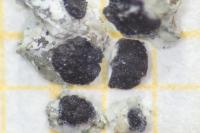 Sarcogyne pruinosa var. pruinosa