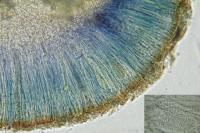 Sarcogyne pruinosa var. pruinosa