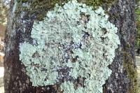 Flavoparmelia caperata