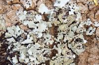 Hypotrachyna afrorevoluta