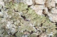 Melanelixia glabratula