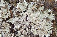 Physconia perisidiosa