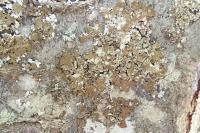 Melanelixia subaurifera