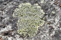 Rhizocarpon geographicum